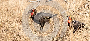 Southern Ground Hornbill (Bucorvus Leadbeateri) in dry grass at Kruger National Park