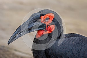 Southern Ground Hornbill Bucorvus leadbeateri family of Bucerotidae