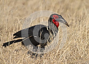 Southern ground hornbill Bucorvus leadbeateri; formerly known as Bucorvus cafer