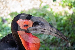 The southern ground hornbill (Bucorvus leadbeateri formerly known as Bucorvus cafer),