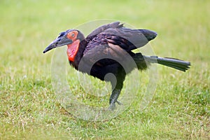 The southern ground hornbill Bucorvus leadbeateri formerly known as Bucorvus cafer on the green meadow