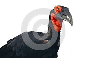 Southern ground hornbill Bucorvus leadbeateri formerly known as Bucorvus cafer , isolated portrait