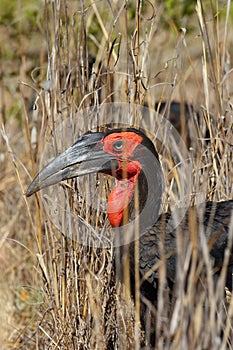 The southern ground hornbill Bucorvus leadbeateri; formerly known as Bucorvus cafer in tall grass. Portrait of a black bird with