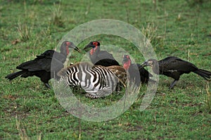 SOUTHERN GROUND-HORNBILL bucorvus leadbeateri, GROUP ON A DEAD ZEBRA, MASAI MARA PARK IN KENYA