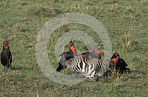 Southern Ground Hornbill, bucorvus leadbeateri, Group on a Kill, a Zebra Carcass, Masai Mara Park in Kenya