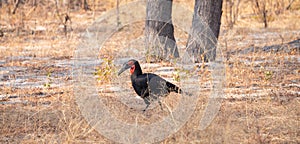 Southern ground hornbill Bucorvus leadbeateri in Hwange National Park, Zimbabwe