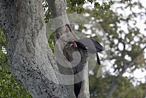 Southern Ground Hornbill, Bucorvus leadbeateri, Kenya