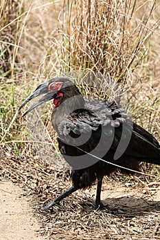 Southern Ground Hornbill (Bucorvus Leadbeateri) in Kruger National Park