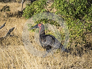 Southern Ground hornbill, Bucorvus leadbeateri, Kruger national park, South Africa