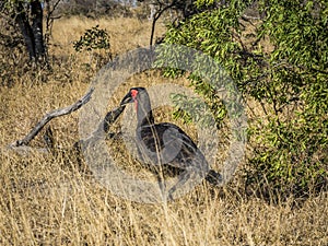 Southern Ground hornbill, Bucorvus leadbeateri, Kruger national park, South Africa
