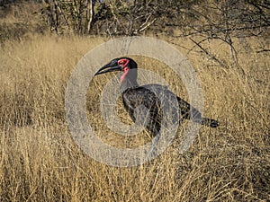 Southern Ground hornbill, Bucorvus leadbeateri, Kruger national park, South Africa