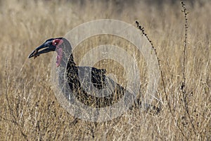 Southern Ground hornbill, Bucorvus leadbeateri, Kruger national park, South Africa