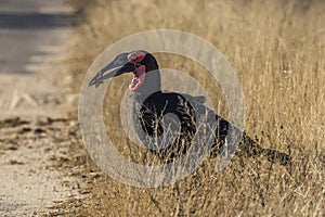 Southern Ground hornbill, Bucorvus leadbeateri, Kruger national park, South Africa