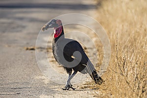 Southern Ground hornbill, Bucorvus leadbeateri, Kruger national park, South Africa