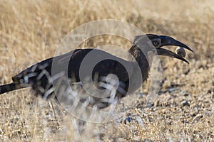 Southern Ground hornbill, Bucorvus leadbeateri, Kruger national park, South Africa