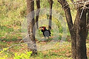 A Southern Ground Hornbill Bucorvus leadbeateri, Kruger National Park, South Africa