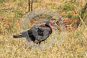 A Southern Ground Hornbill Bucorvus leadbeateri, Kruger National Park, South Africa