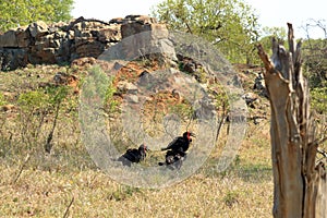 A Southern Ground Hornbill Bucorvus leadbeateri, Kruger National Park, South Africa