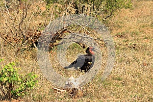 A Southern Ground Hornbill Bucorvus leadbeateri, Kruger National Park, South Africa