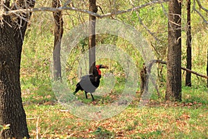 A Southern Ground Hornbill Bucorvus leadbeateri, Kruger National Park, South Africa