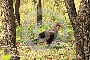 A Southern Ground Hornbill Bucorvus leadbeateri, Kruger National Park, South Africa