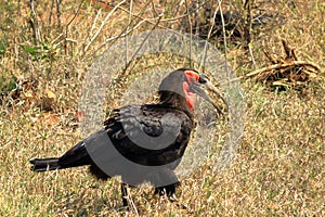 A Southern Ground Hornbill Bucorvus leadbeateri, Kruger National Park, South Africa