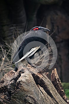 Southern ground-hornbill Bucorvus leadbeateri largest bird in the hornbill family