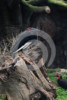 Southern ground-hornbill Bucorvus leadbeateri largest bird in the hornbill family