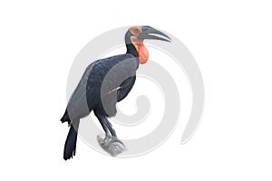 Southern ground-hornbill, Bucorvus leadbeateri, largest hornbill in the world