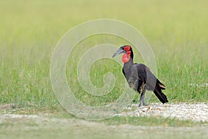 Southern ground-hornbill, Bucorvus leadbeateri, largest hornbill in the world. Black bird with red face walking in the green grass