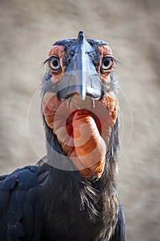 Southern ground hornbill Bucorvus leadbeateri looking at camera