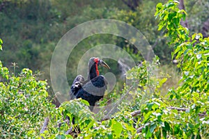 Southern Ground Hornbill Bucorvus leadbeateri in nature