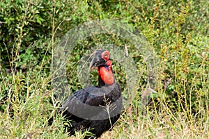 Southern Ground Hornbill Bucorvus leadbeateri in nature