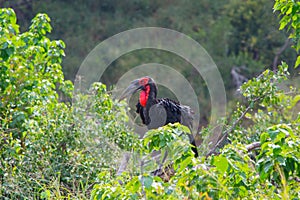 Southern Ground Hornbill Bucorvus leadbeateri in nature