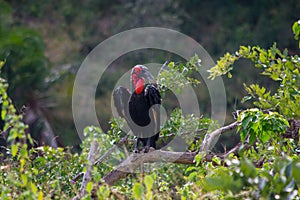 Southern Ground Hornbill Bucorvus leadbeateri in nature