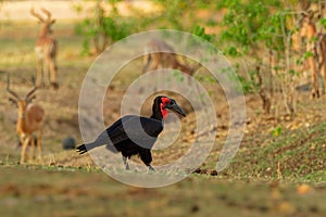 Southern Ground-Hornbill - Bucorvus leadbeateri next to the elephant carrion, formerly Bucorvus cafer, largest hornbill worldwide