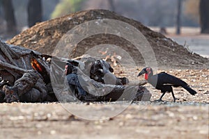 Southern Ground-Hornbill - Bucorvus leadbeateri next to the elephant carrion, formerly Bucorvus cafer, largest hornbill worldwide