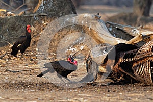 Southern Ground-Hornbill - Bucorvus leadbeateri next to the elephant carrion, formerly Bucorvus cafer, largest hornbill worldwide