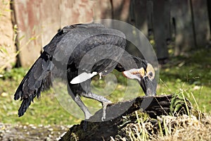 Southern ground Hornbill, Bucorvus leadbeateri, obtains food from a dry trunk