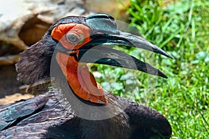 Southern Ground hornbill Bucorvus leadbeateri Portrait