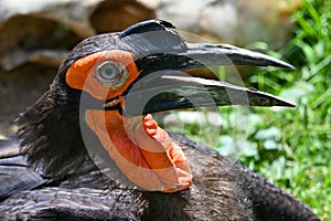 Southern Ground hornbill Bucorvus leadbeateri Portrait