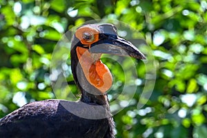 Southern Ground hornbill Bucorvus leadbeateri Portrait