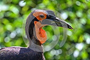 Southern Ground hornbill Bucorvus leadbeateri Portrait