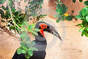 Southern Ground Hornbill. Bucorvus leadbeateri with a red head a