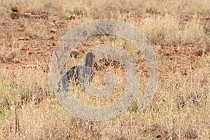 Southern Ground Hornbill (Bucorvus leadbeateri) in South Africa