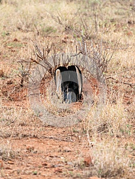 Southern Ground Hornbill (Bucorvus leadbeateri) in South Africa