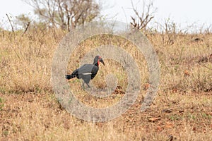 Southern Ground Hornbill (Bucorvus leadbeateri) in South Africa