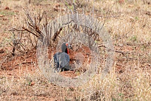 Southern Ground Hornbill (Bucorvus leadbeateri) in South Africa