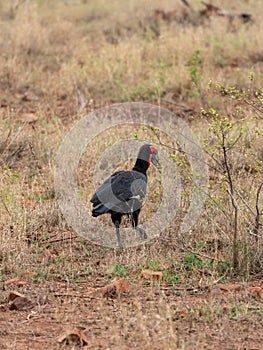 Southern Ground Hornbill (Bucorvus leadbeateri) in South Africa