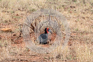 Southern Ground Hornbill (Bucorvus leadbeateri) in South Africa